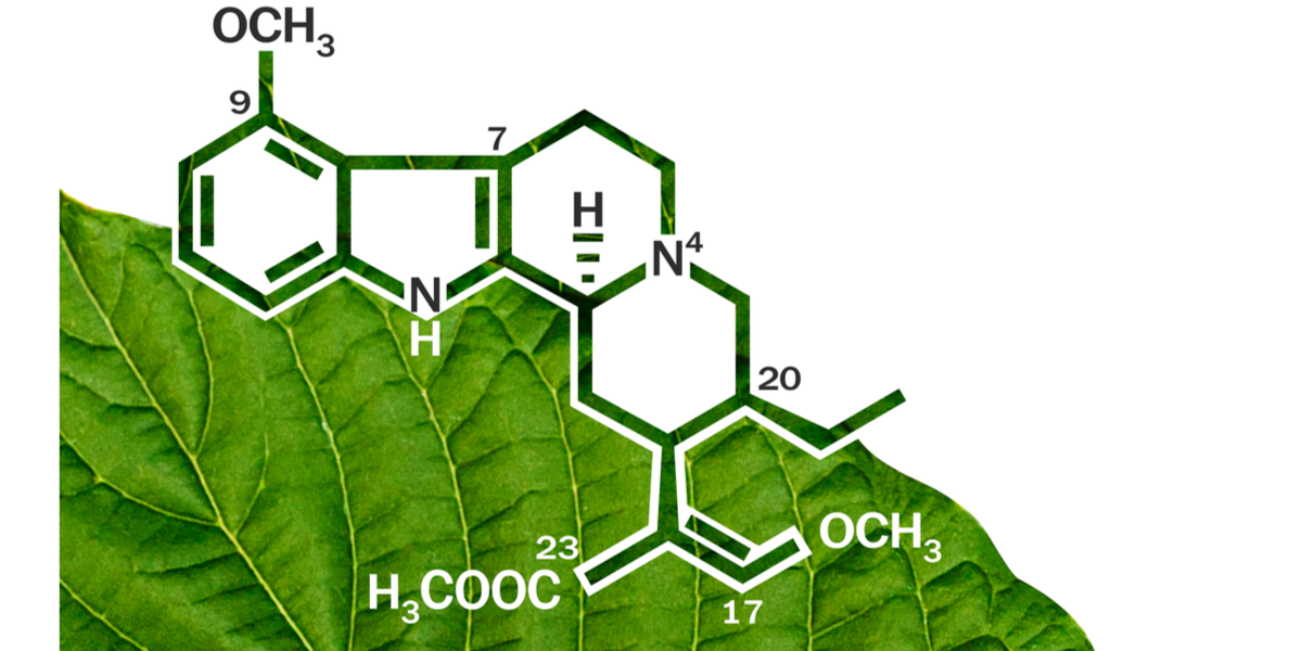 A Detailed Guide to Kratom Strains