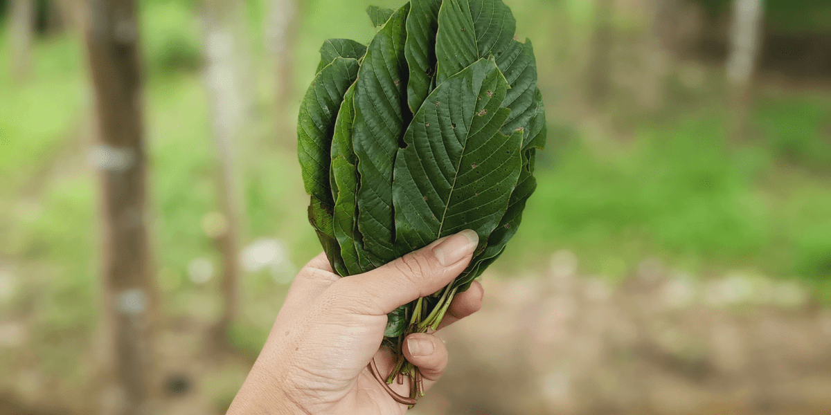 kratom leaf
